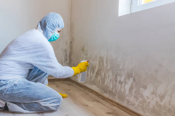 Licensed Mold Inspection And Testing service in Springfield, MI - Car Mold Remediation